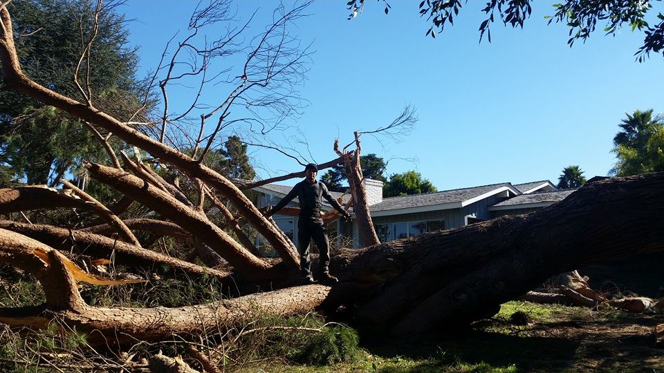 Master Tree Services | San Diego CA