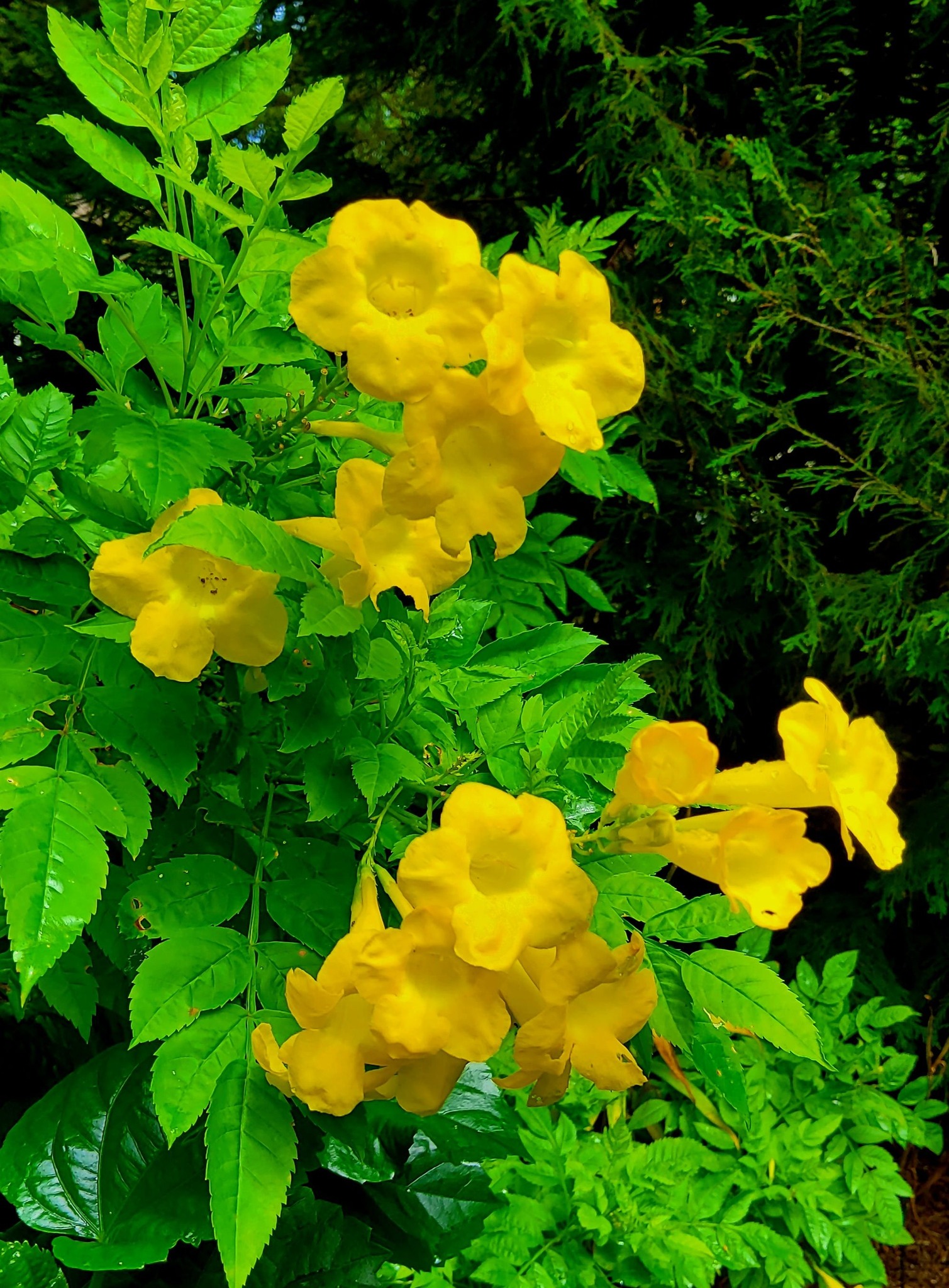 My first post: Tacoma Stans ( yellow bells) which we planted in