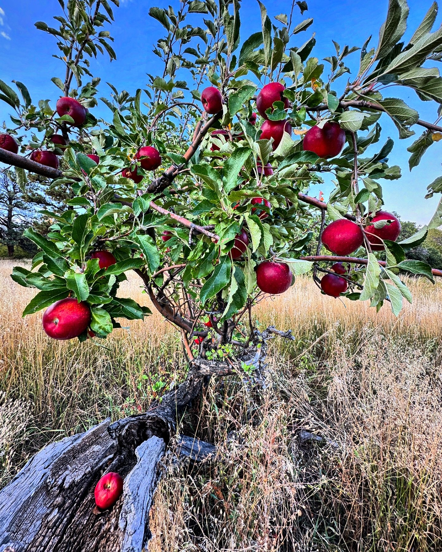 Hummingbird Ranch | Rye CO