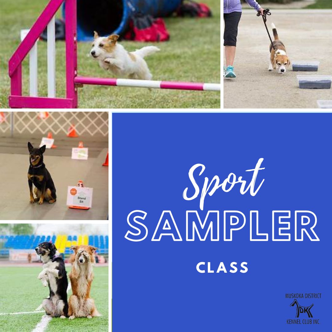 Muskoka District Kennel Club | Are you curious about some of the dog ...
