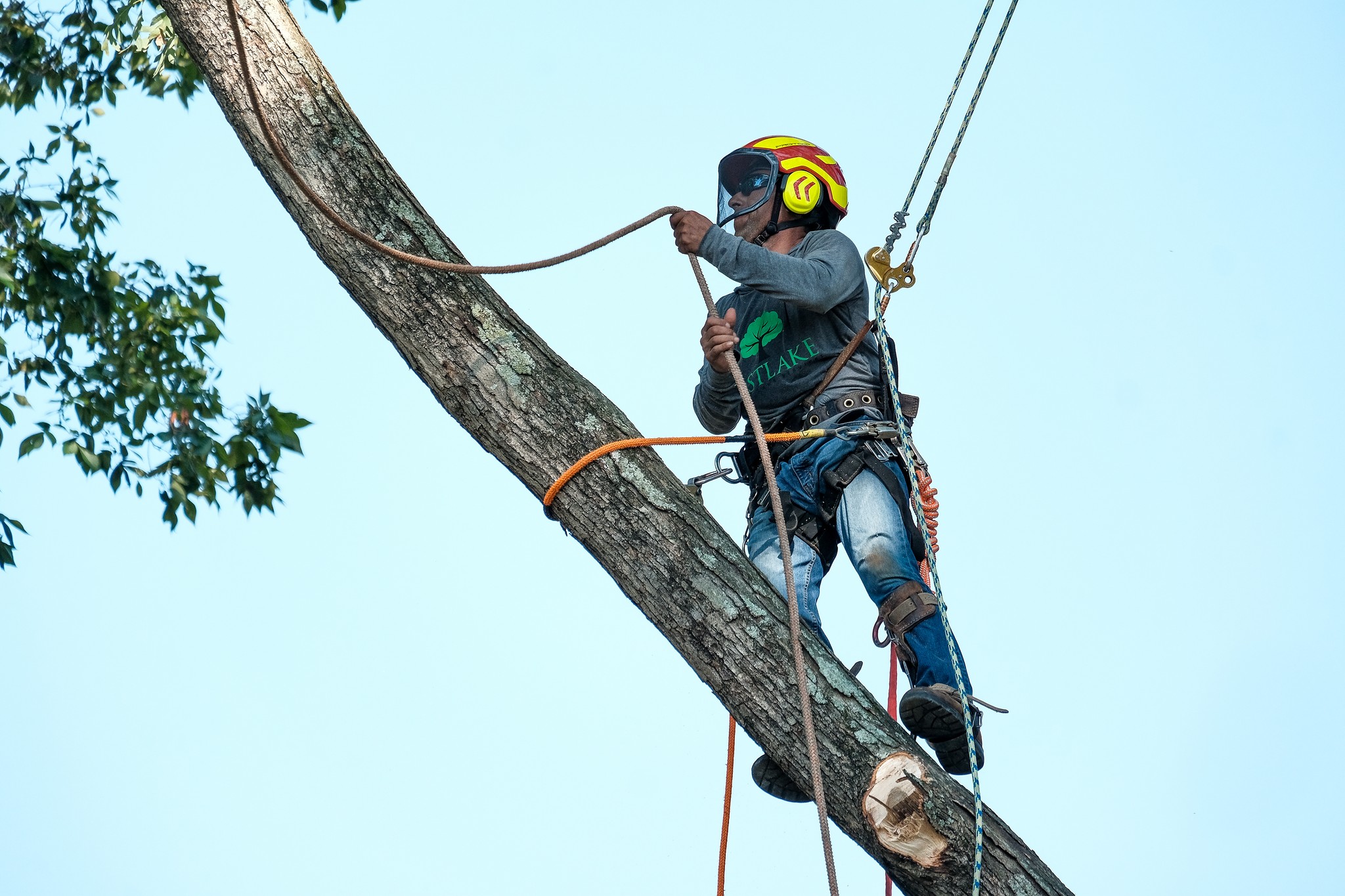 EastLake Tree Services