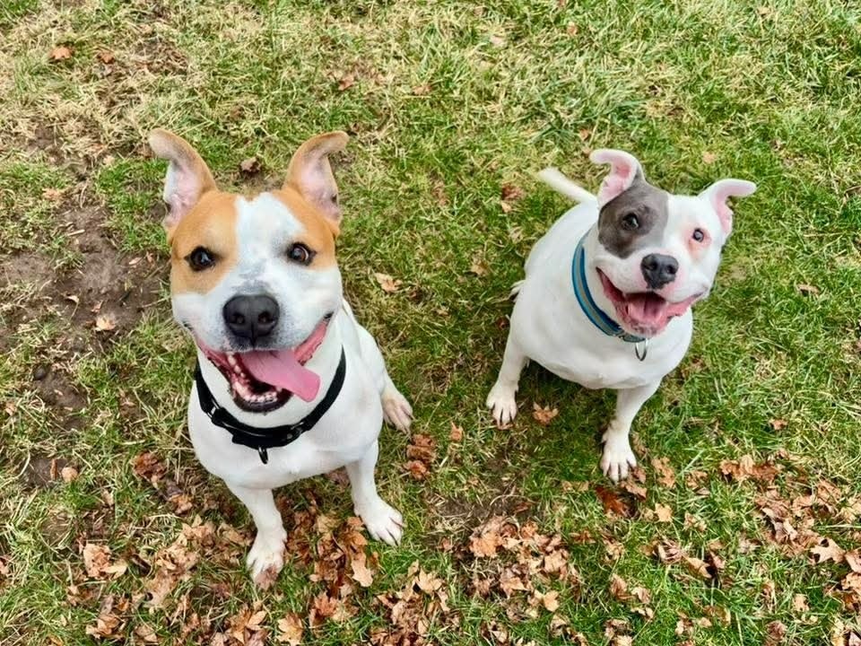 Sad that Creed didn't get... - Indy Shelter Pets for Adoption | Facebook