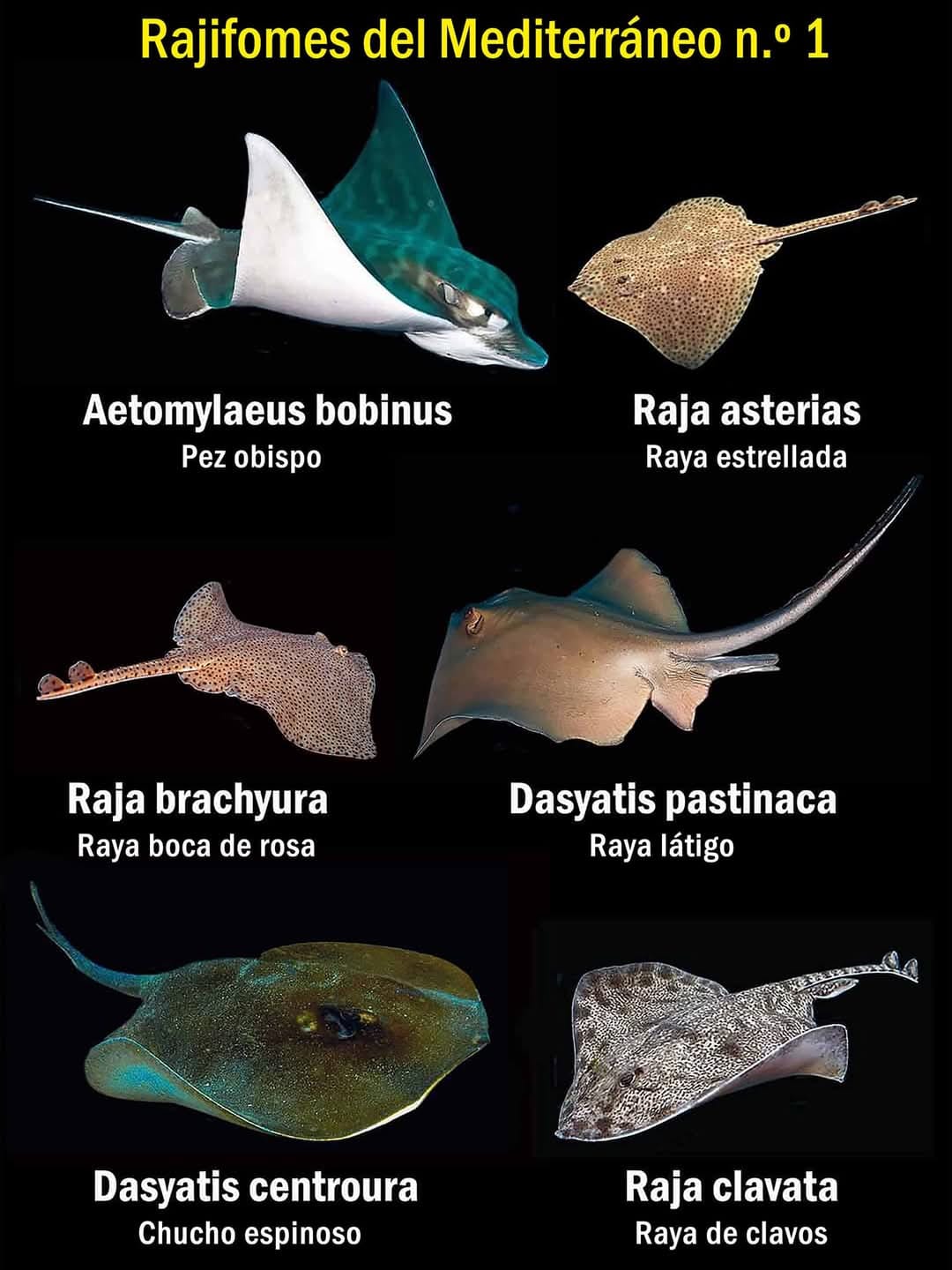 🐟 🌊 Las Rayas o Rajiformes son peces que son conocidos por su cuerpo ...