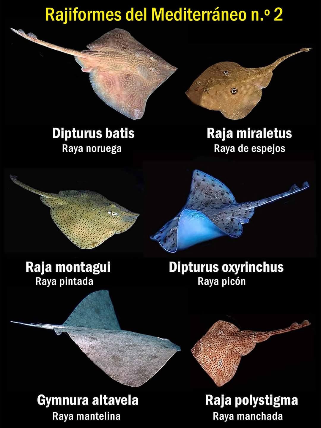 🐟 🌊 Las Rayas o Rajiformes son peces que son conocidos por su cuerpo ...