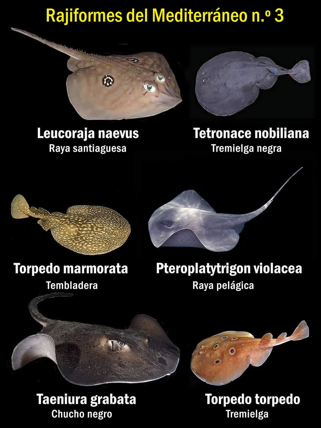 🐟 🌊 Las Rayas o Rajiformes son peces que son conocidos por su cuerpo ...