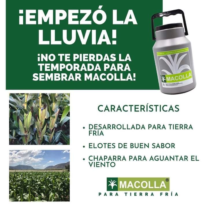 ¡Empezó la lluvia! Aprovecha... - Macolla Semillas de Maíz