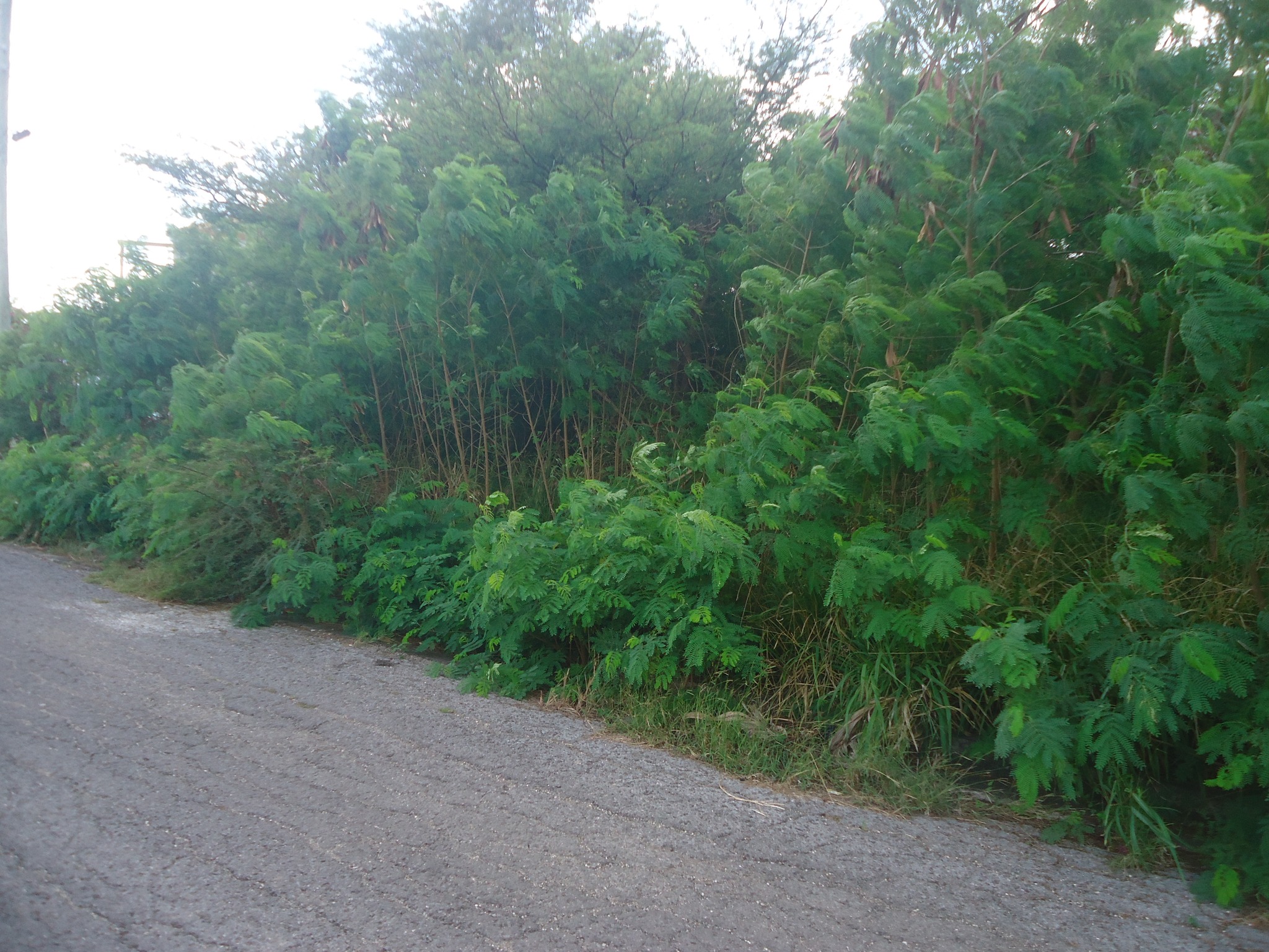 Land for sale at Cassada Gardens... - Classified Ads Antigua | Facebook