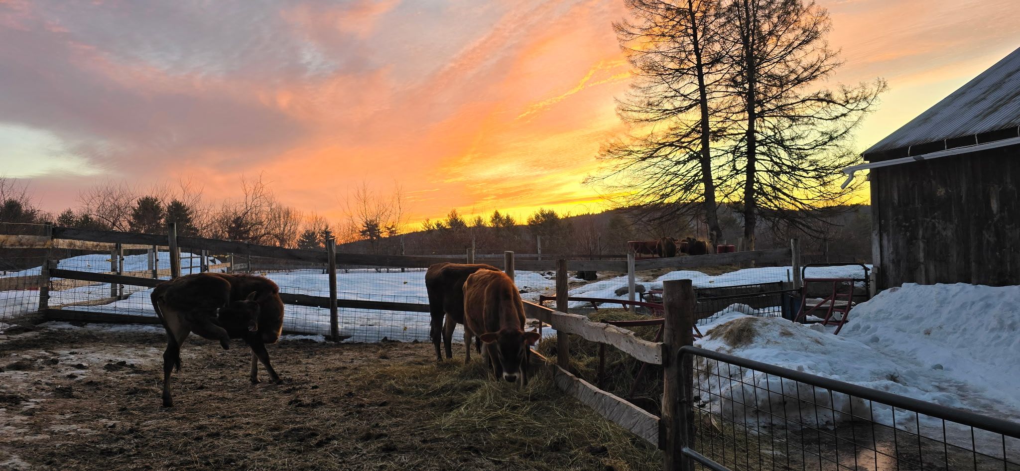 Dave Herrig... - Herrig Family Hampshires & Southdowns | Facebook