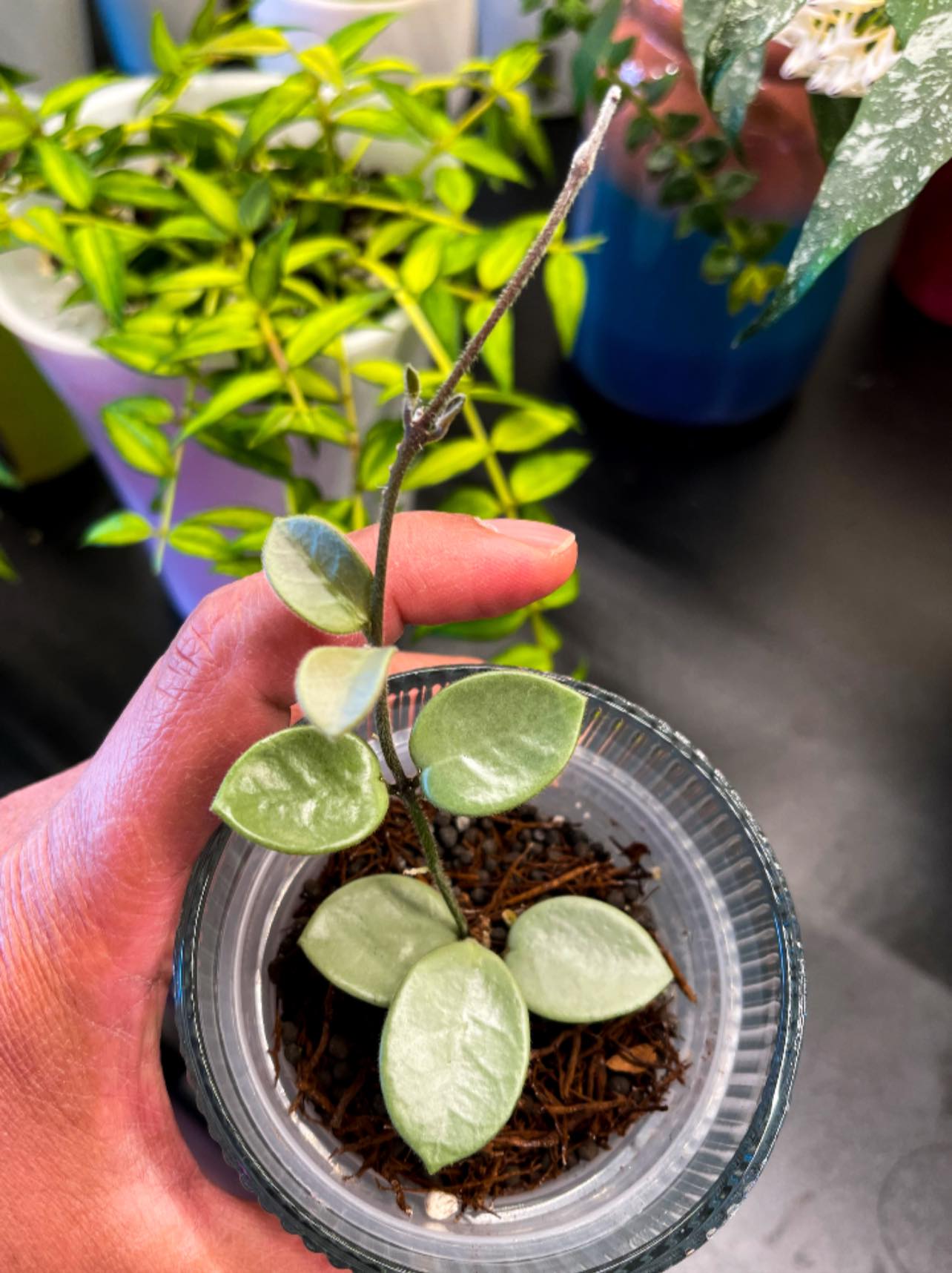 Hoya Mathilde Grey Fairy plant