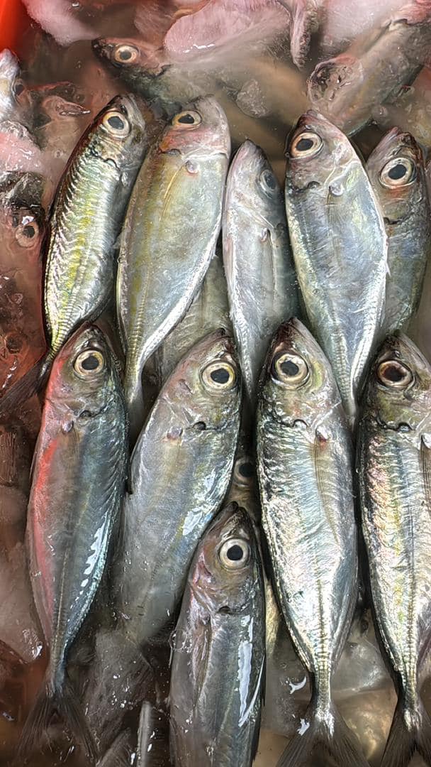 Aishwa Fish | Tawau