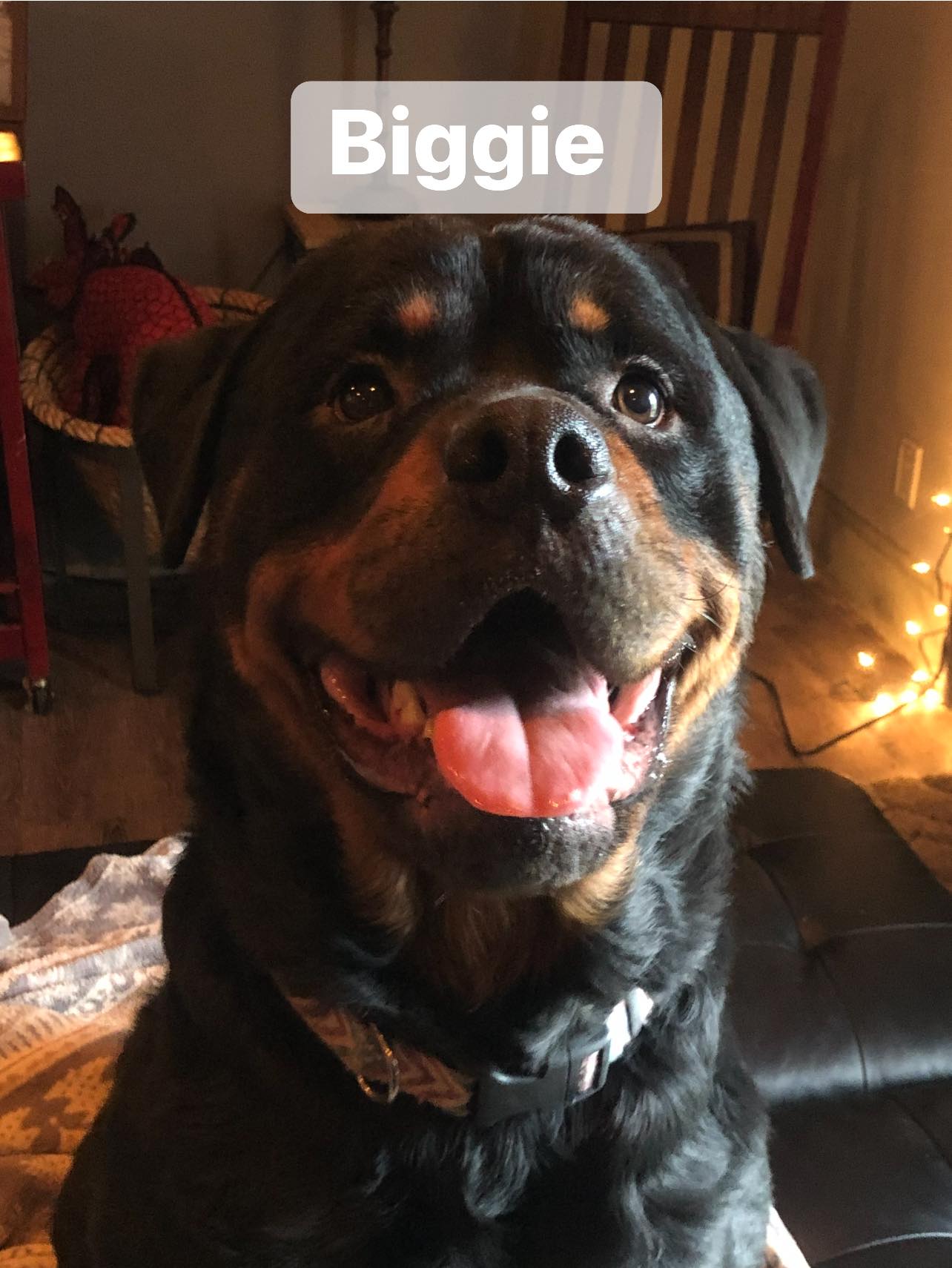 Juggernaut Rottweilers