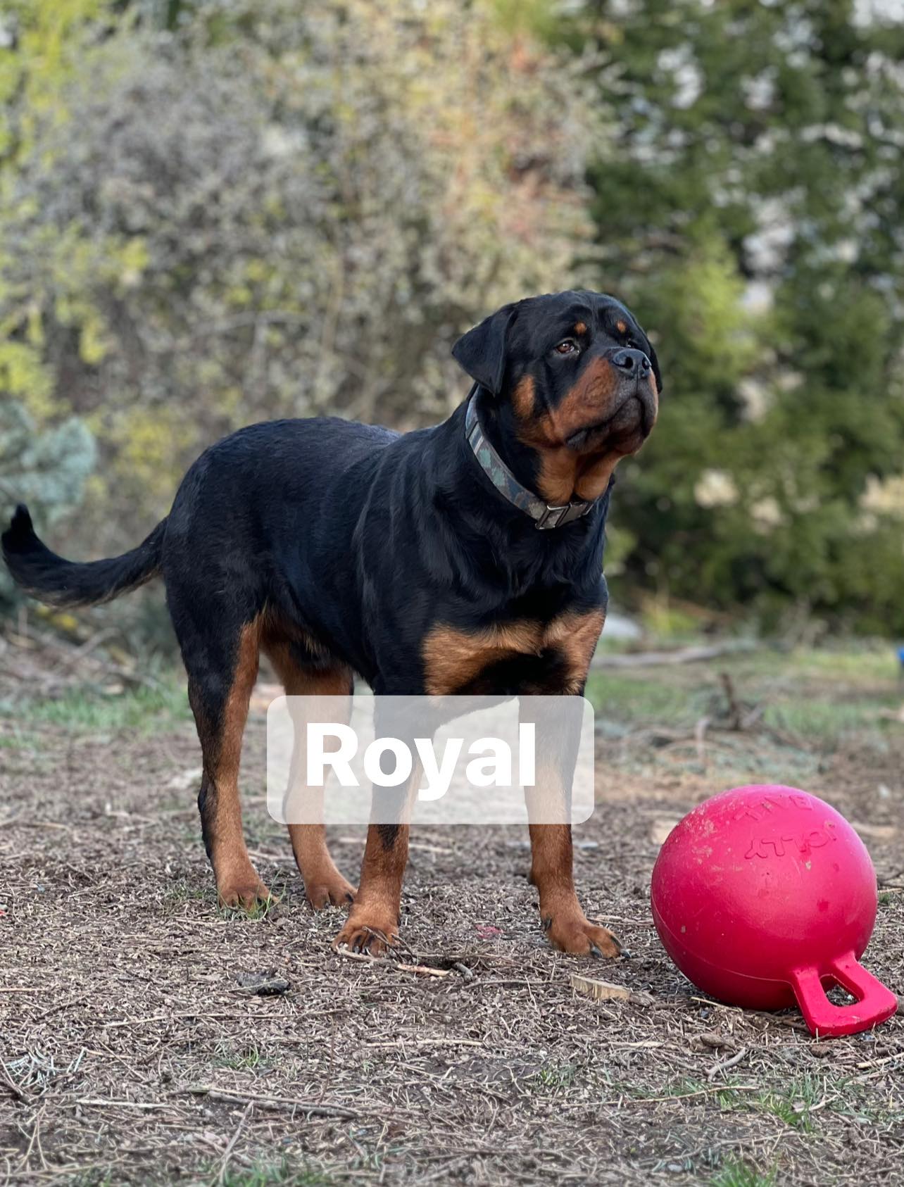 Juggernaut Rottweilers