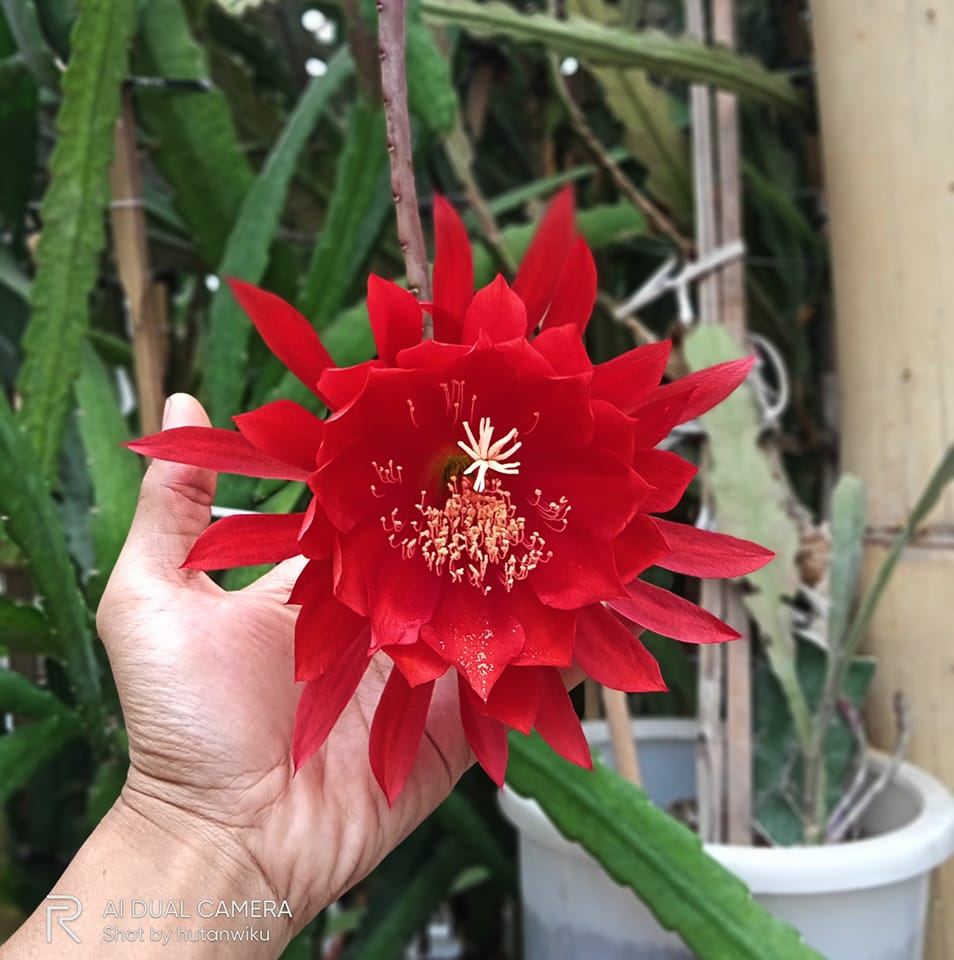For epiphyllum grafting material, choose a dragon fruit tree with good ...