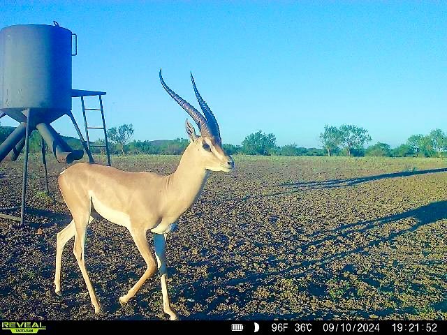 Beautiful Grants gazelle! One of... - Alpha Outfitters | Facebook
