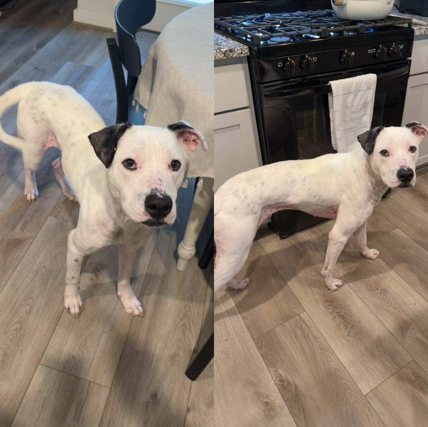 Dizzy - Otis update🥹 Same dog. Different life. Otis came from an ...