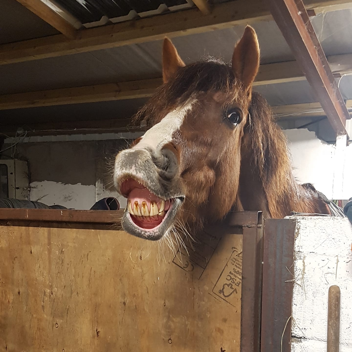 Nee-naws and Neigh-neighs