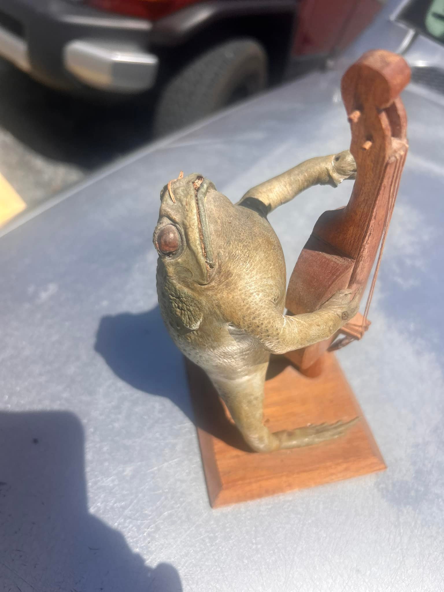 What kind of frog is this vintage wooden statue?