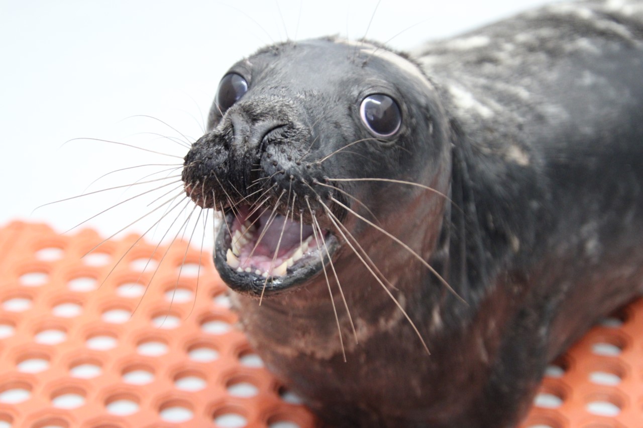 What Do Seals Teeth Look Like