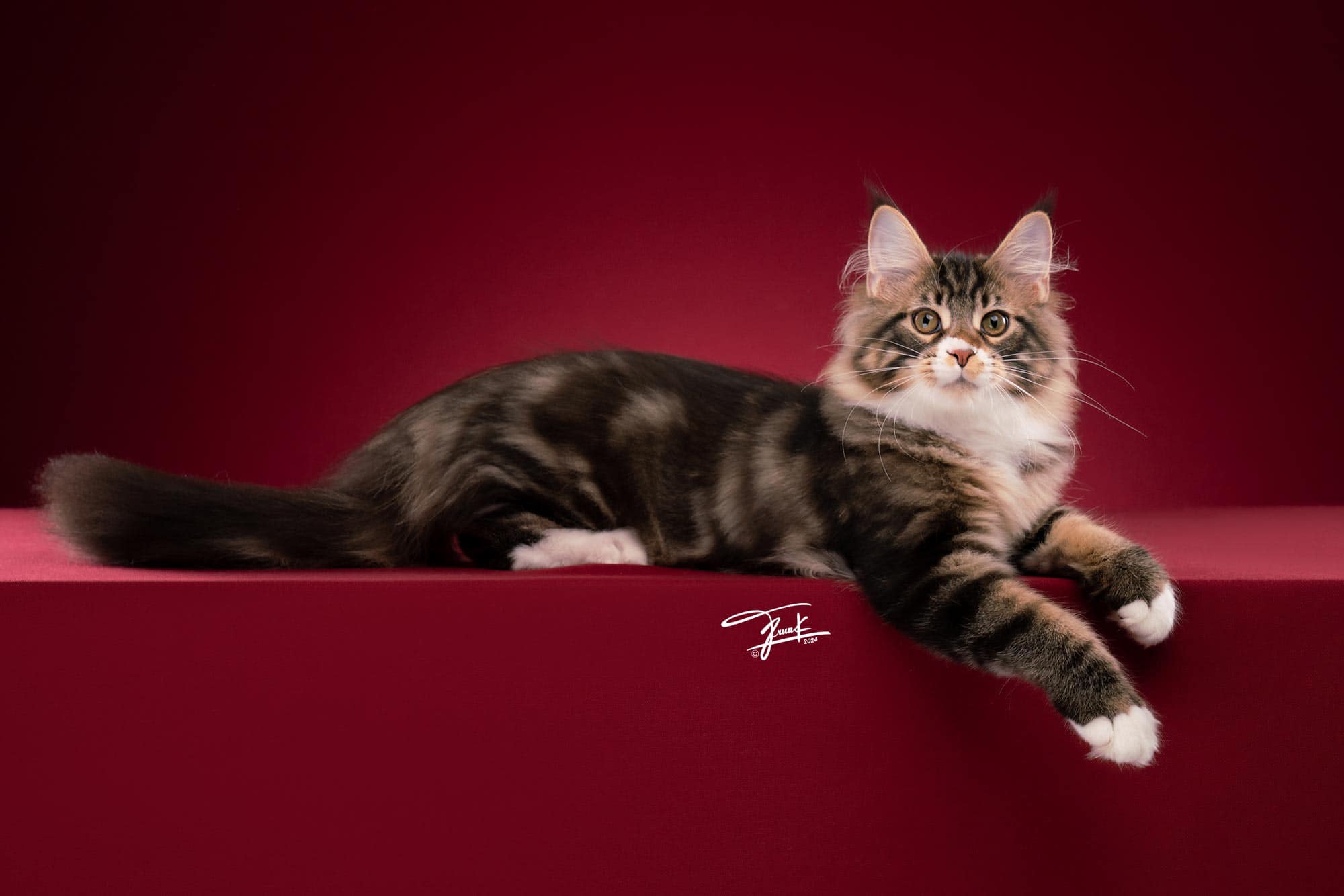 Catontop catteries ฟาร์มแมวเมนคูน Mainecooncat และอื่นๆ | Ayutthaya