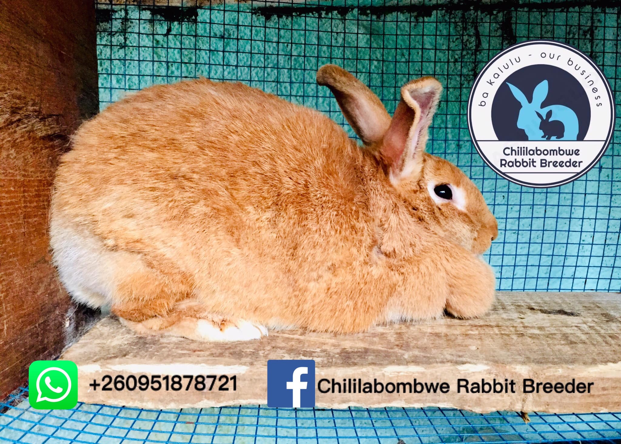 PHOTO FOCUS - New Zealand... - Chililabombwe Rabbit Breeders | Facebook