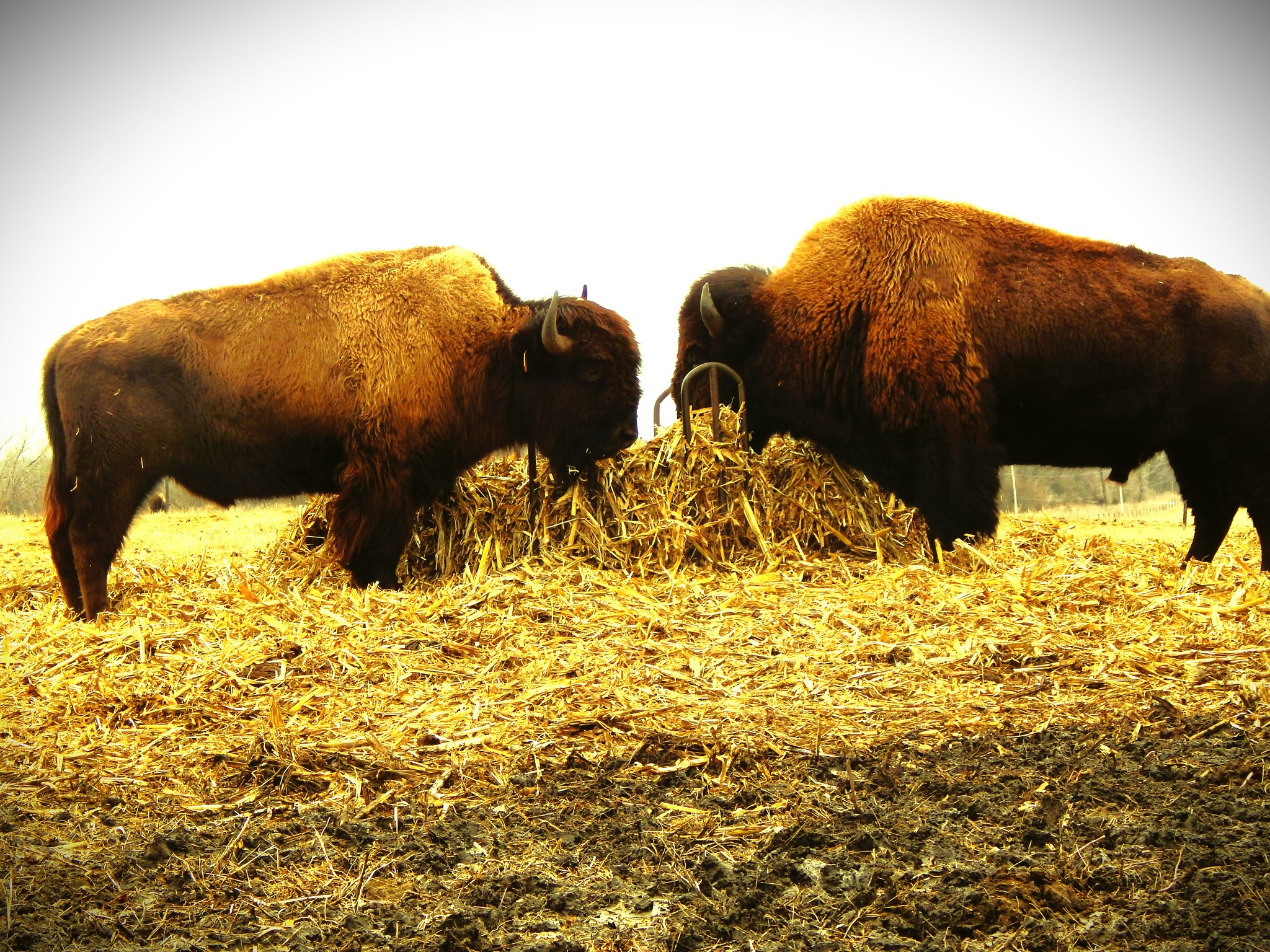 Our young Canadian bull 