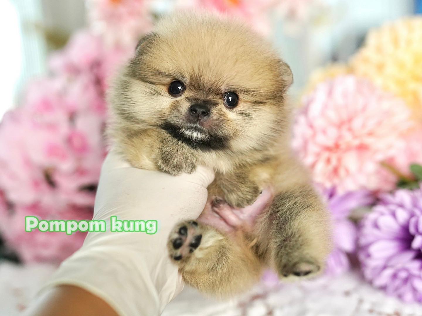 เด็... - Korea puppypom จำหน่ายปอมเมอเรเนียน ปอมแท้ ปอมหน้าหมี