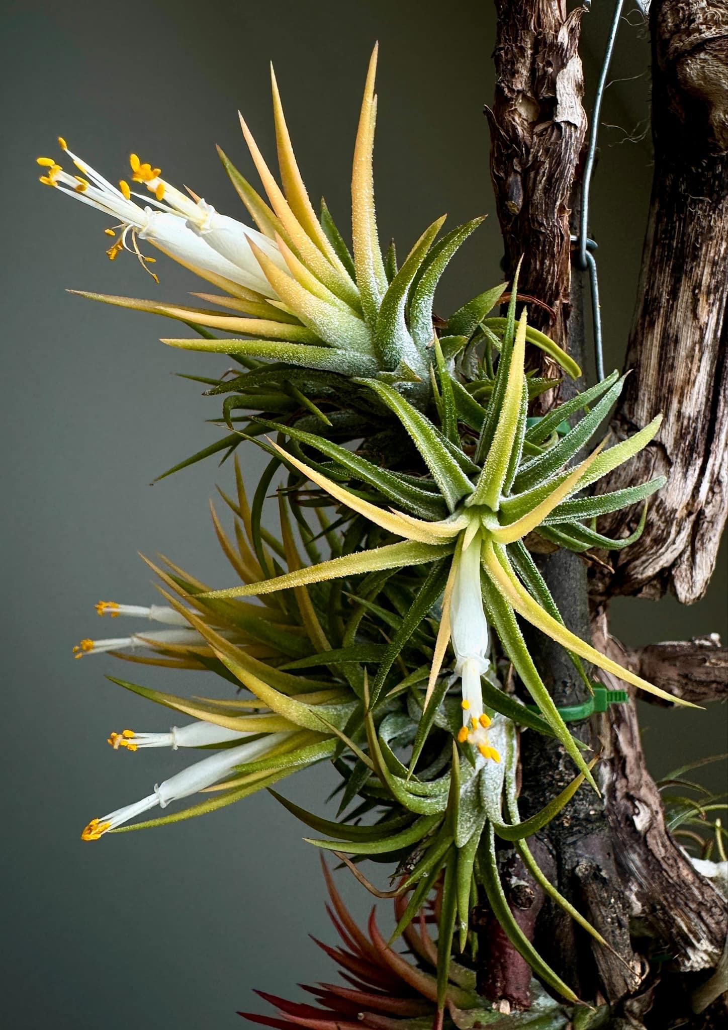 Tillandsia 'Hedgehog' cv.of ionantha