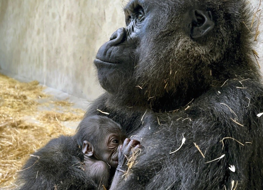 The Sedgwick County Zoo announced the name and gender of its