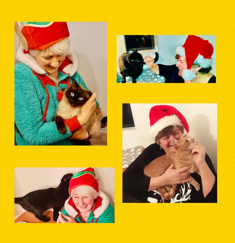 Scatterty Cattery | Cornhill
