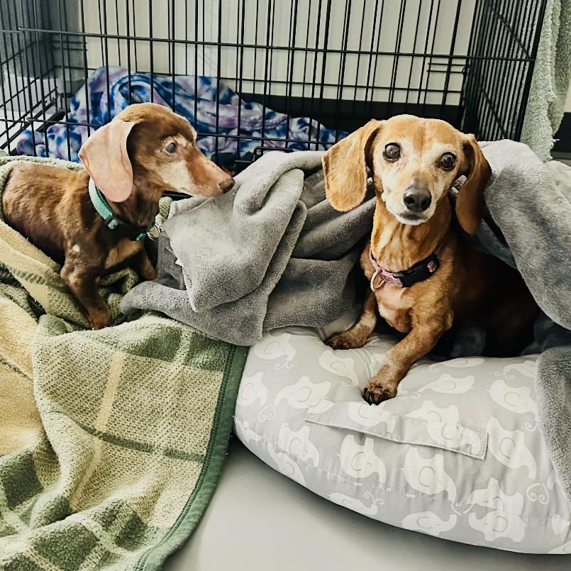 Adams County Pet Services LLC | Decatur IN