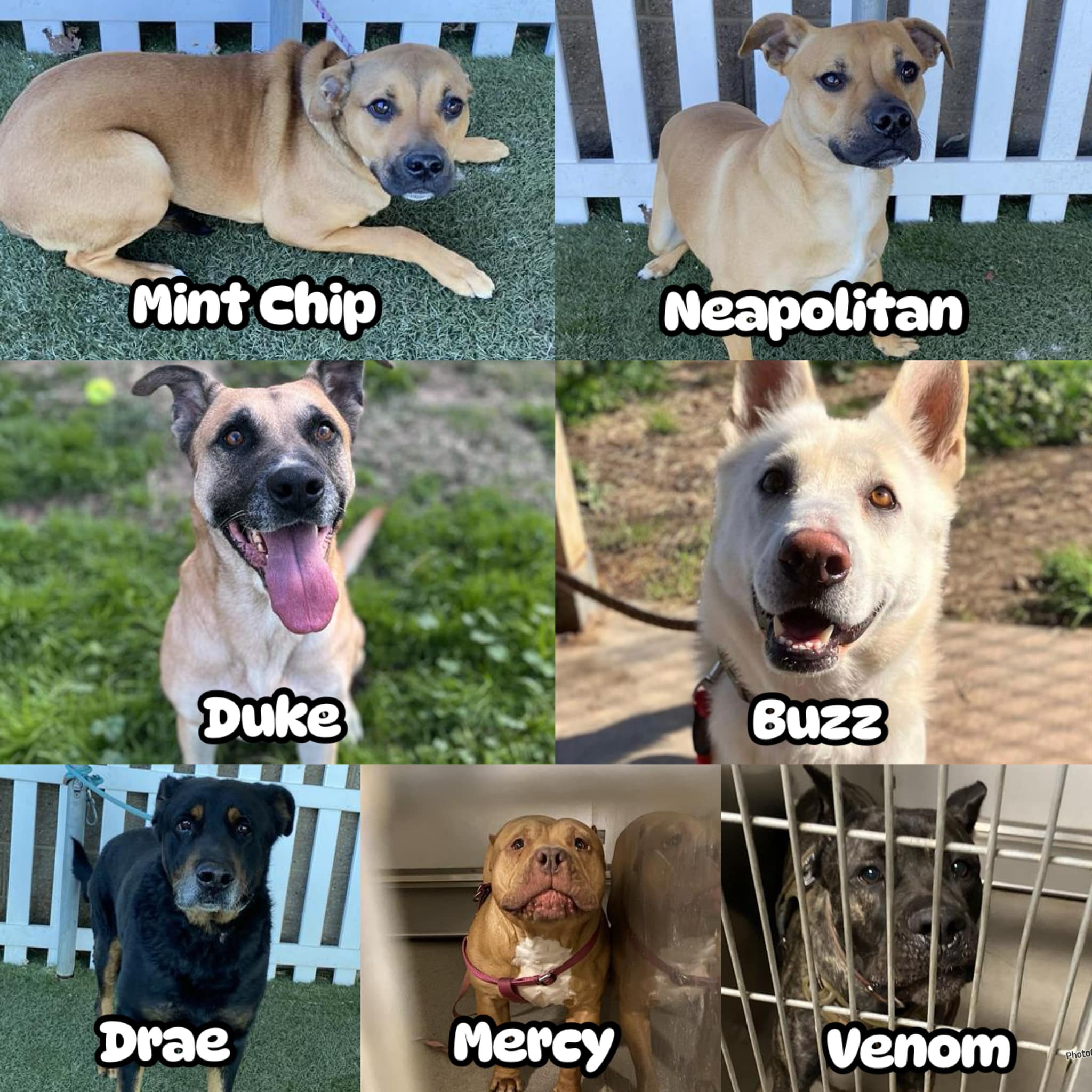 Stanislaus Animal Shelter has 8 dogs in danger of euthanasia