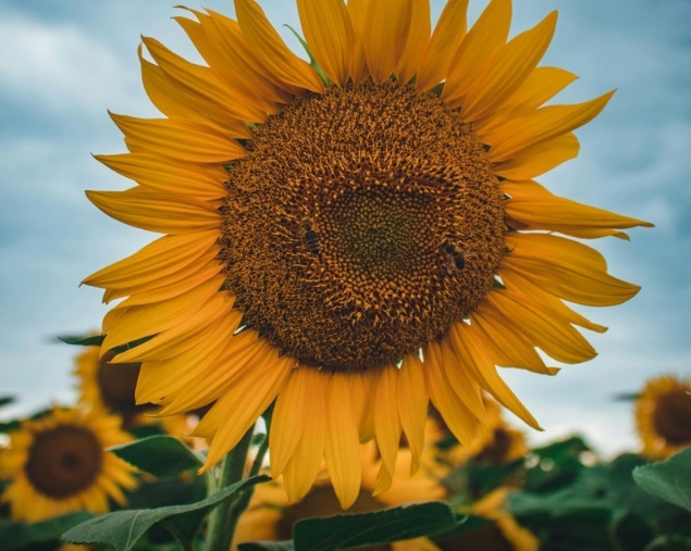 Building Equity and Alignment for Environmental Justice