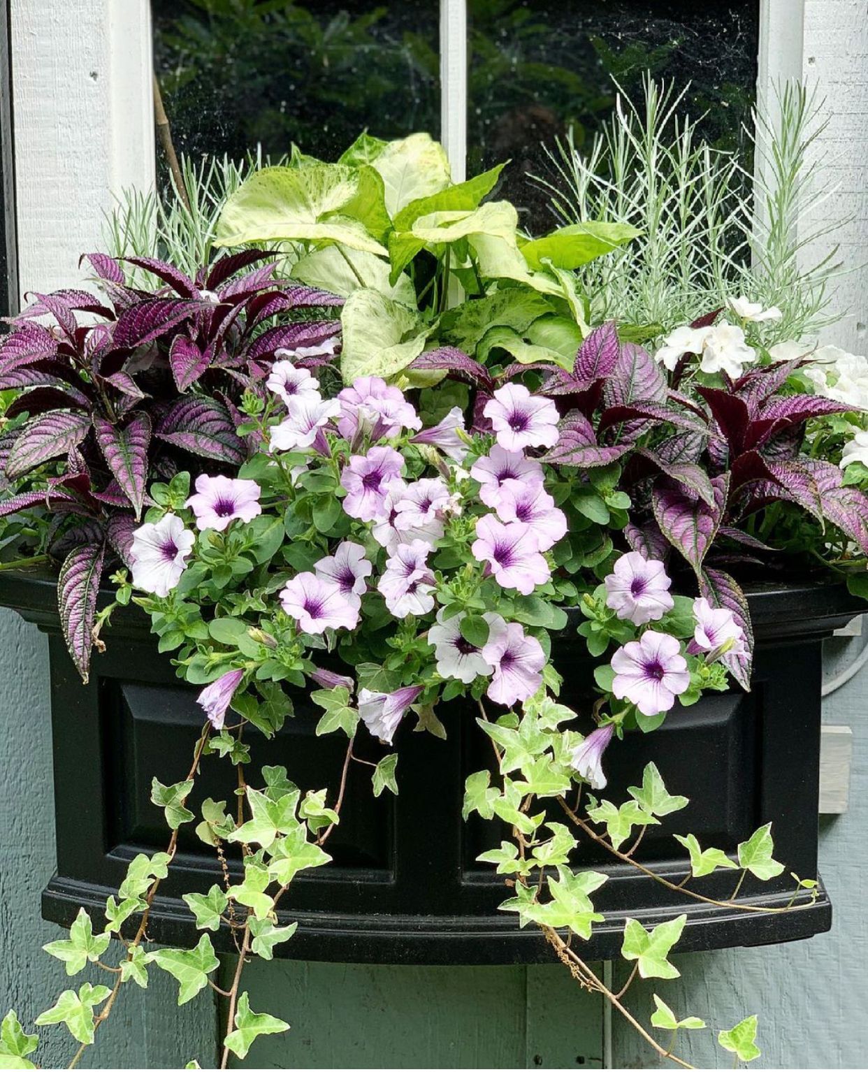 My Purple Worlds - Best Beautiful Flowers For Your Window Boxes See ...