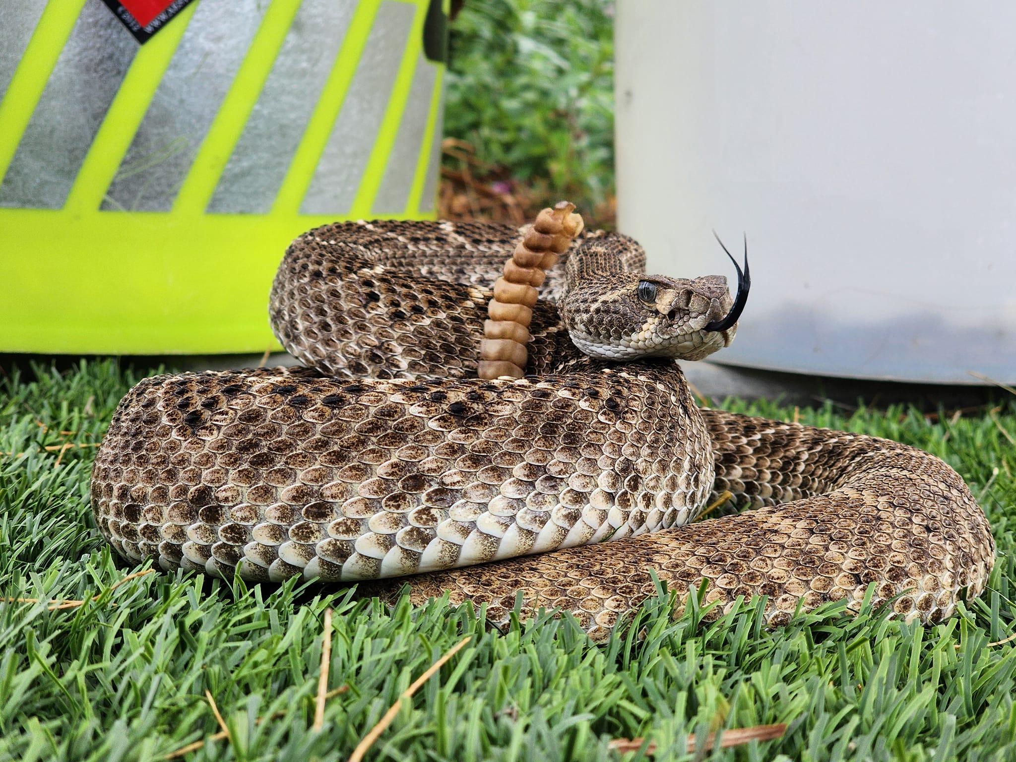 Bi... - Get Rattled - Rattlesnake Avoidance Training for Dogs. | Facebook