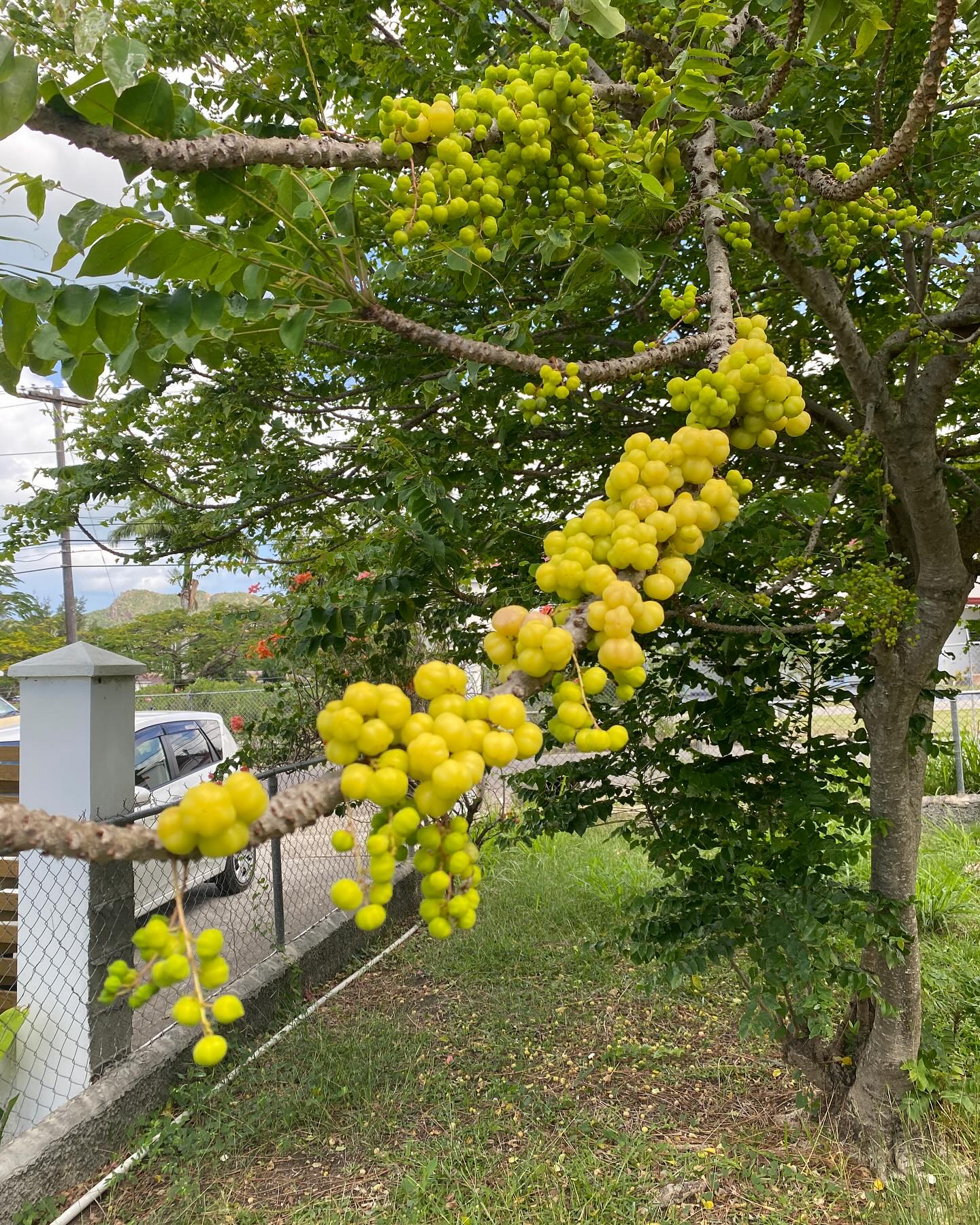 SuffolkFoodie - The amazing Antiguan gooseberry, which is...