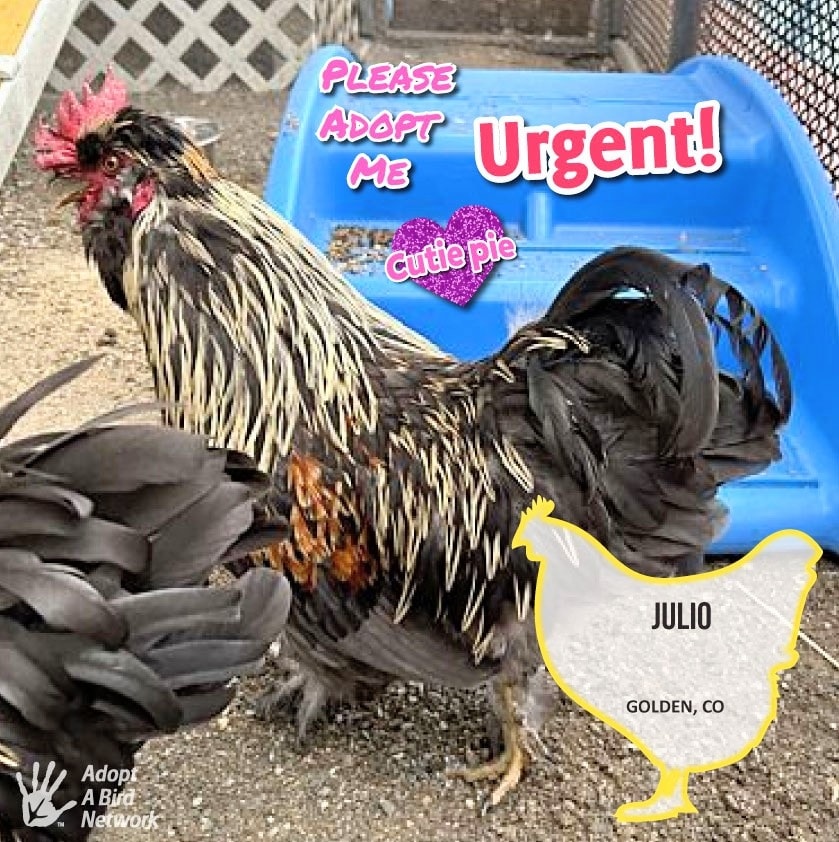 Brighton, CO – Introducing Prieto! is an adorable rooster who arrived with some of his friends—Fig Newton, Jack and Hopkins! He can be adopted individually or with his buds who would make