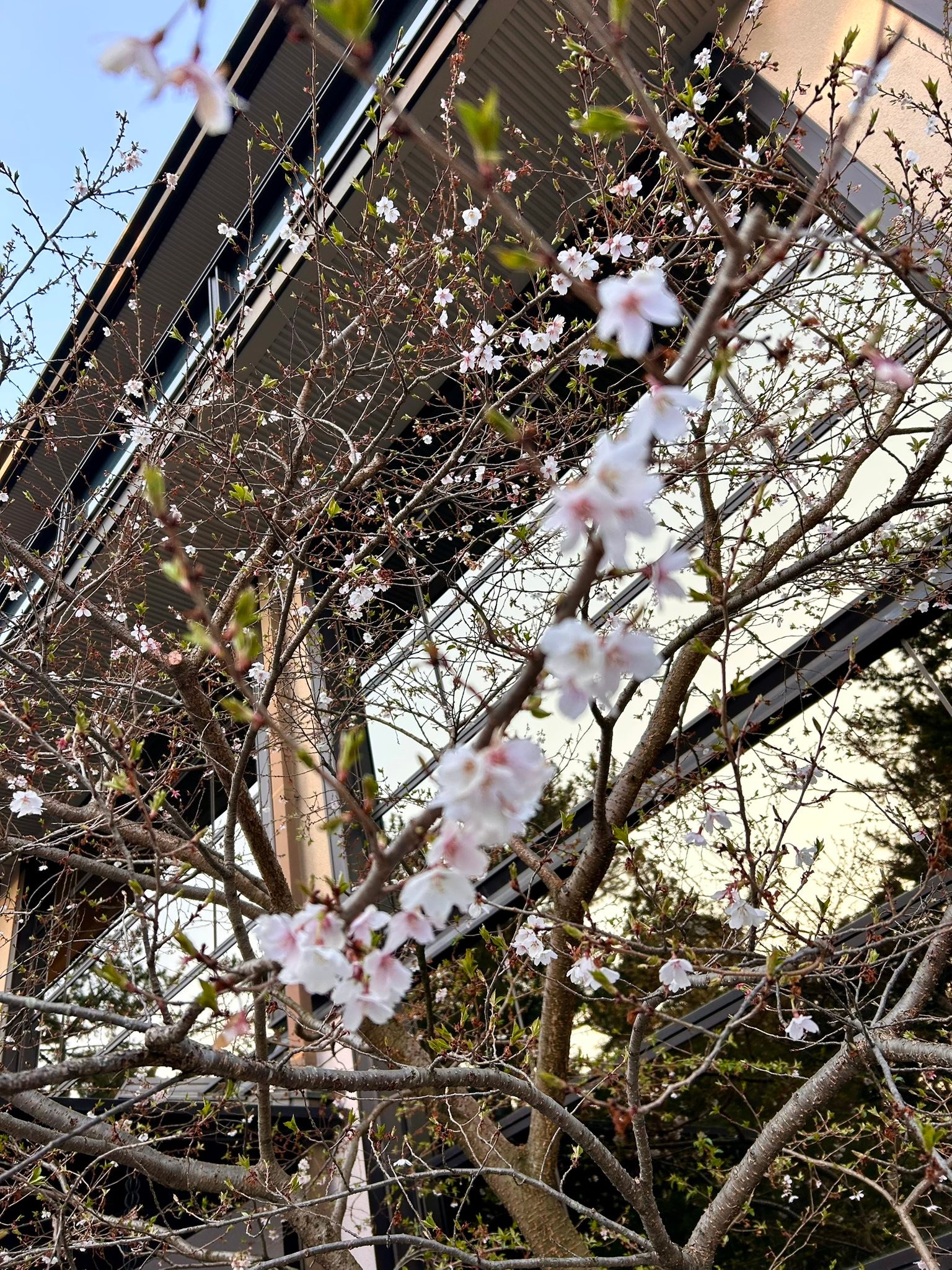 奈良市で最も早く開花すると言われる氷室神社の枝垂れ桜は、今こんな