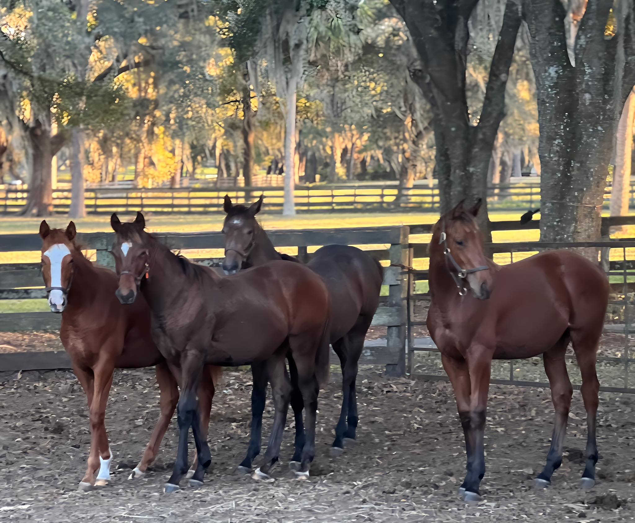 Ashland Farms - We would like to congratulate all the riders at Ashland ...
