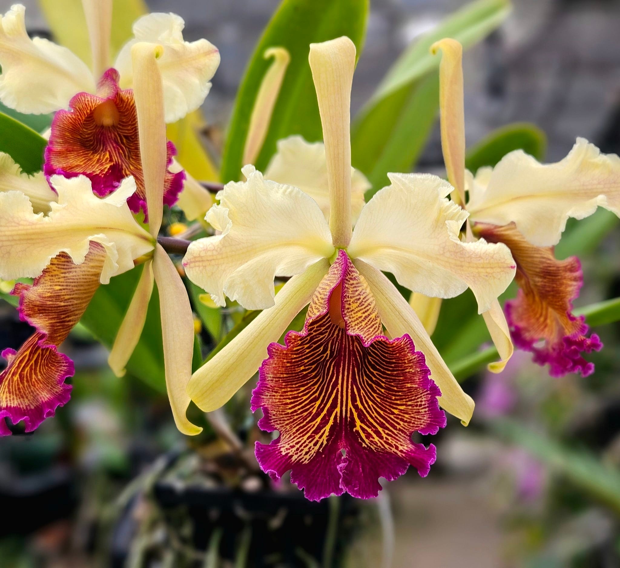 Cattleya dowiana aurea (First time blooming)