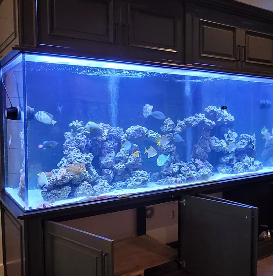 A closer look at Large Aquarium Setup With Biological System For Large Fish