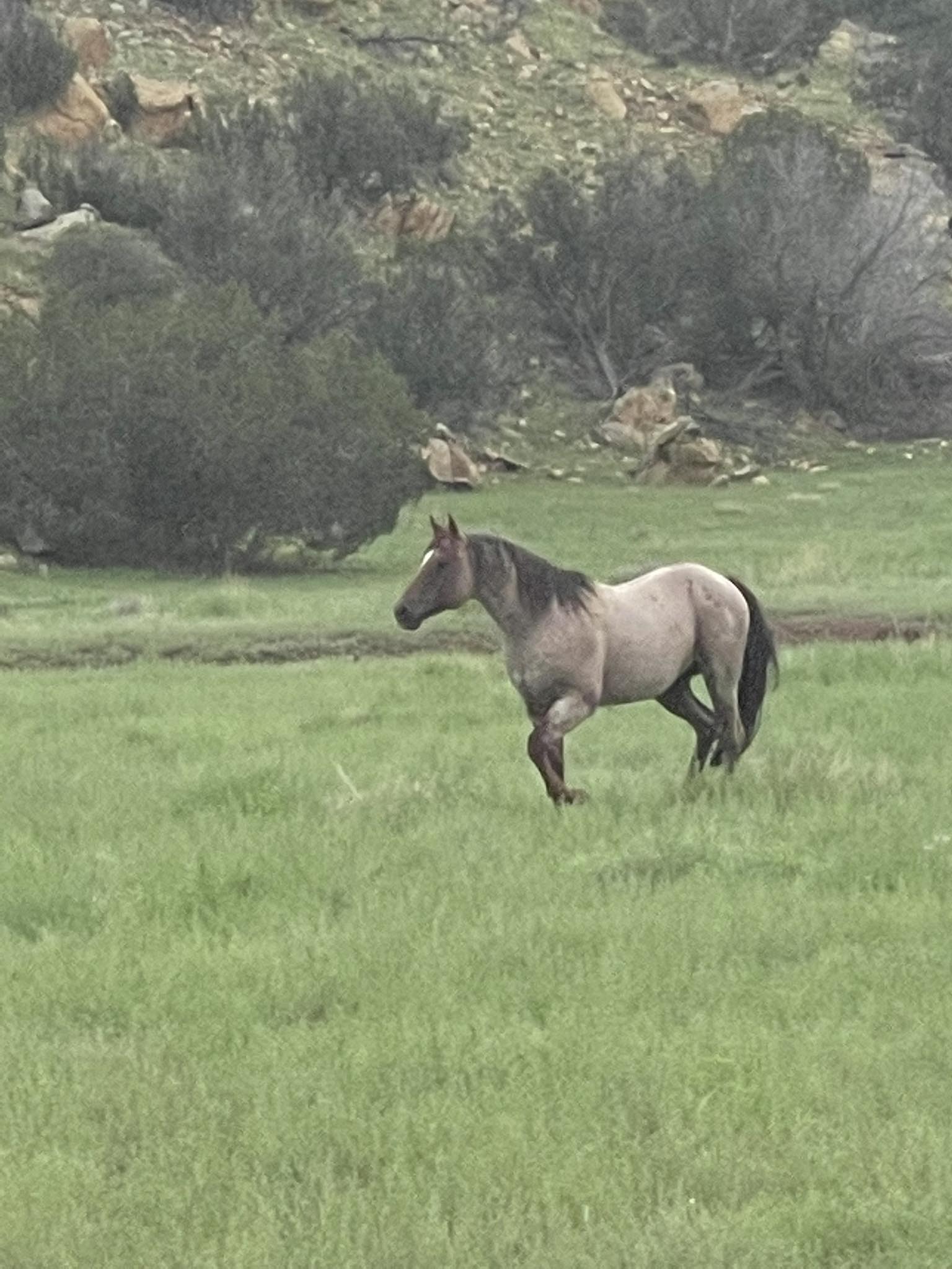 Spear T Horses | Springerville AZ