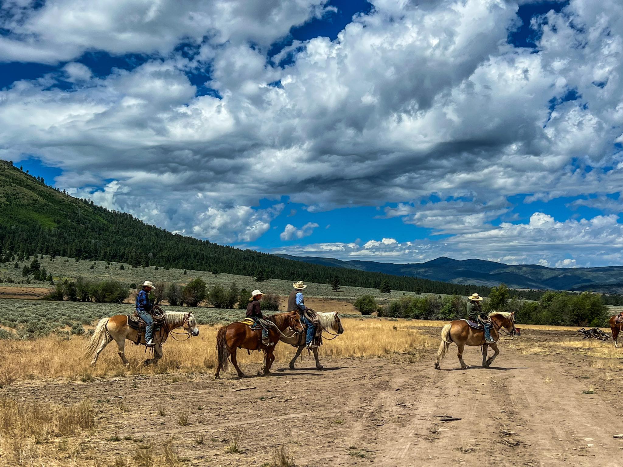 Storey Ranch Horses | Unity OR