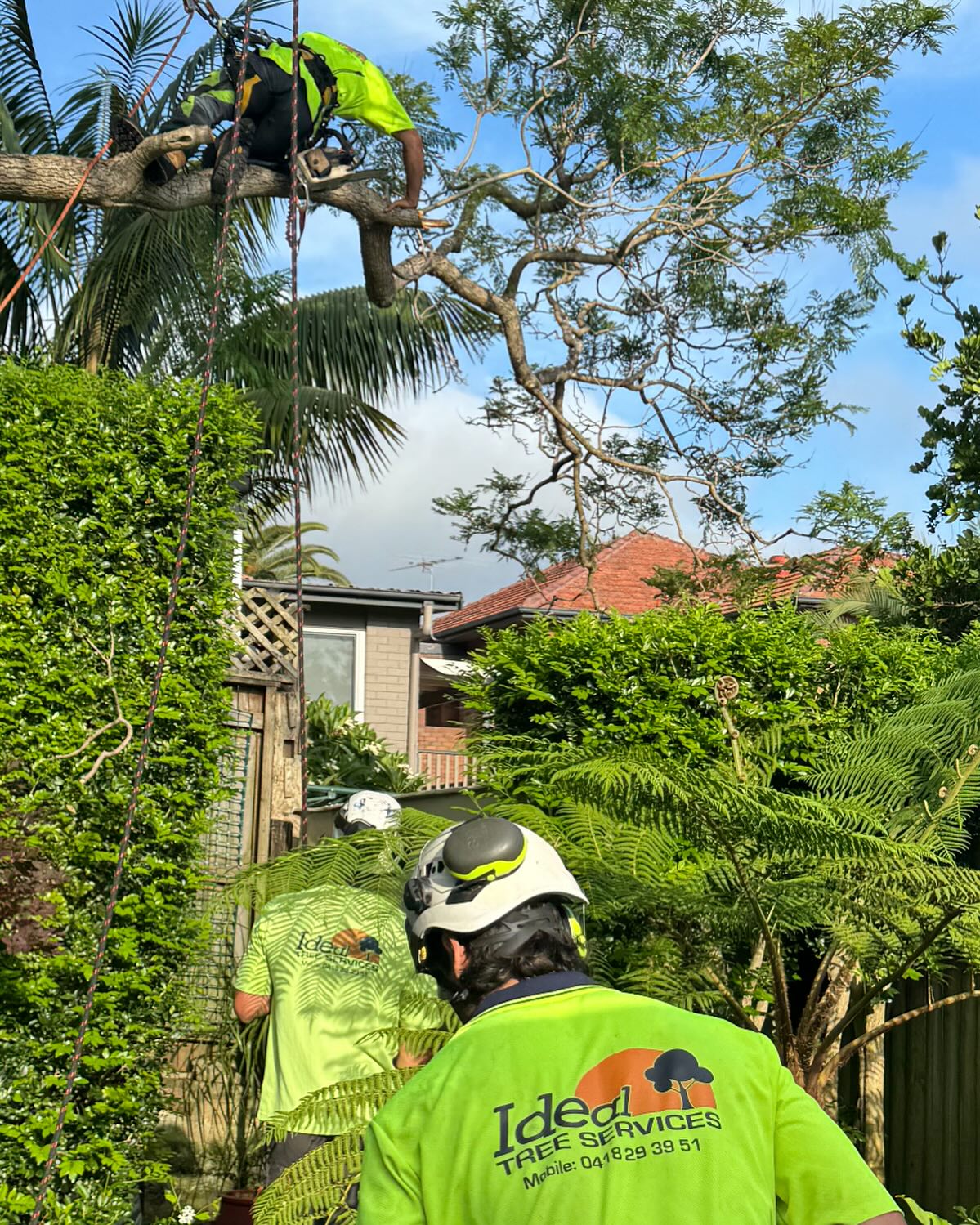 Ideal tree services 0418293951