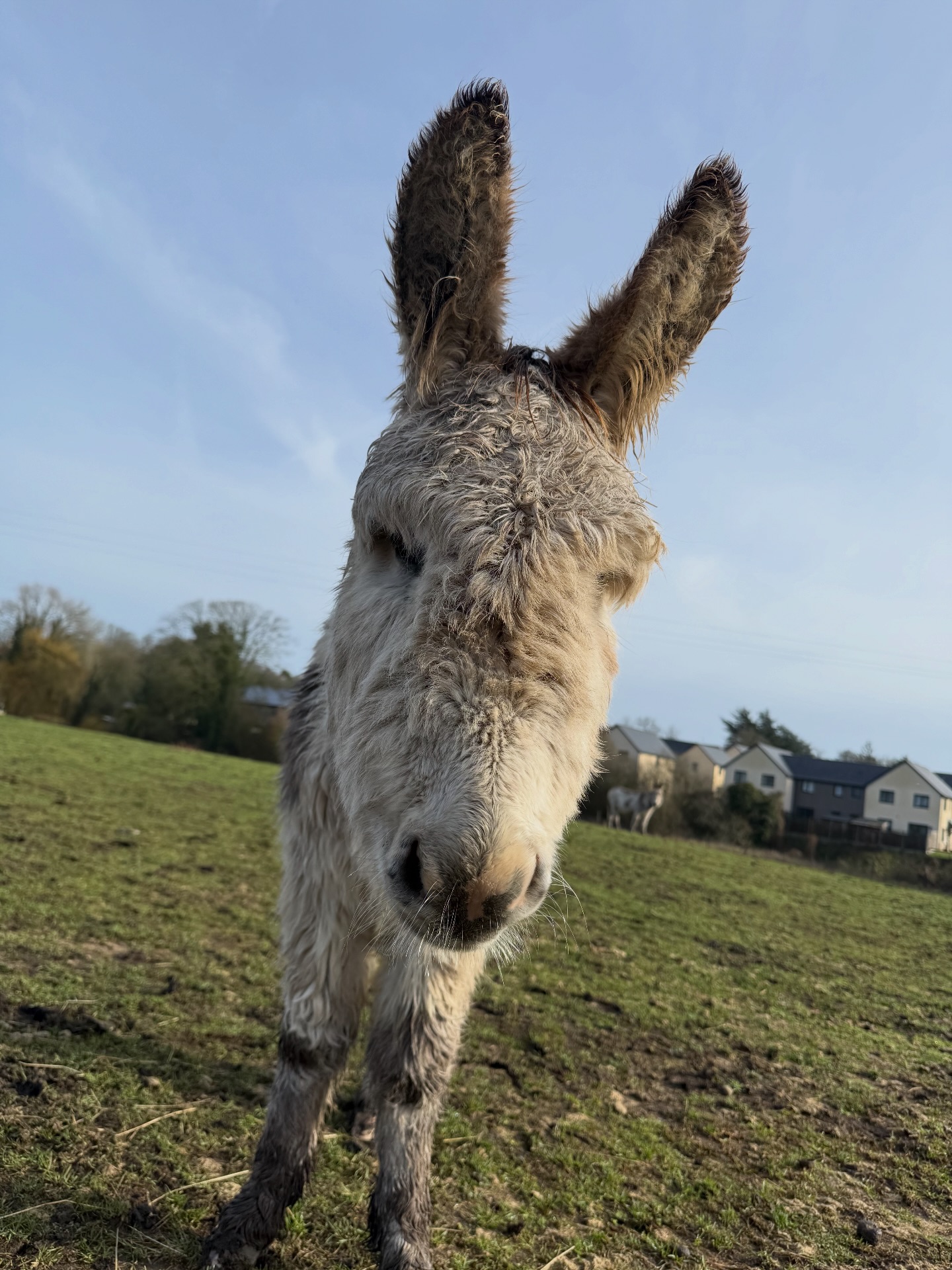 Gee Gees Ranch Healing Acres CIC | Bury St. Edmunds