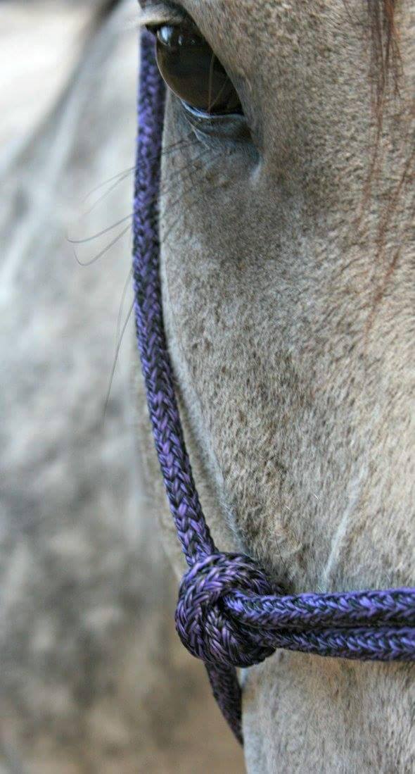 Rural Ropes - 🚨🚨🚨 WANTED! Please share photo's of your...