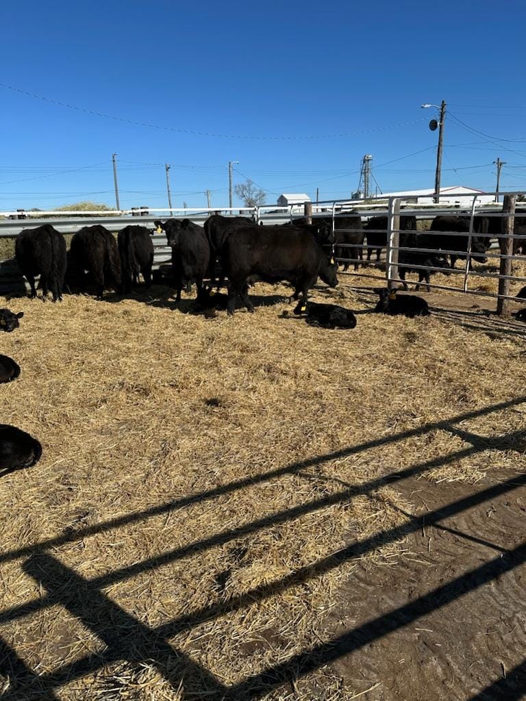 Spring Valley Ranch & Cattle LLC | Bassett NE