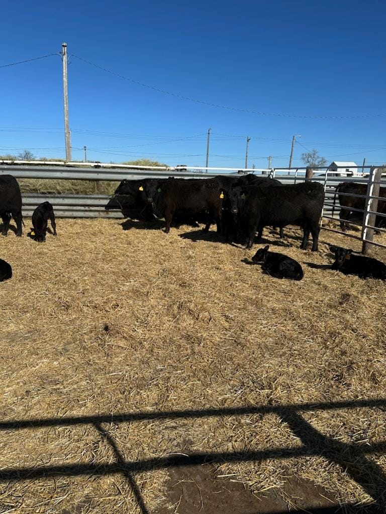 Spring Valley Ranch & Cattle LLC | Bassett NE