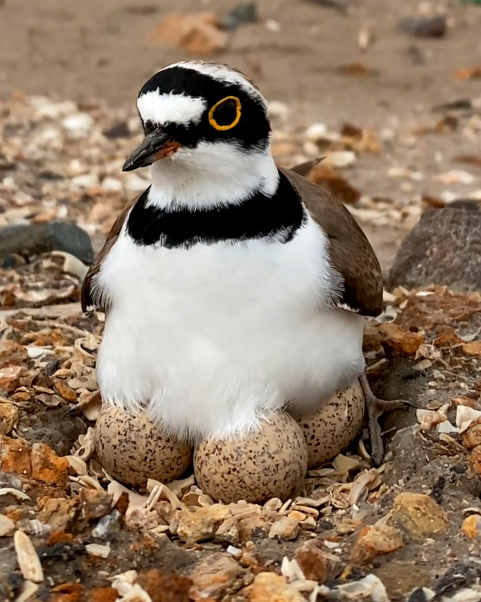 Mark Borthwic Bird