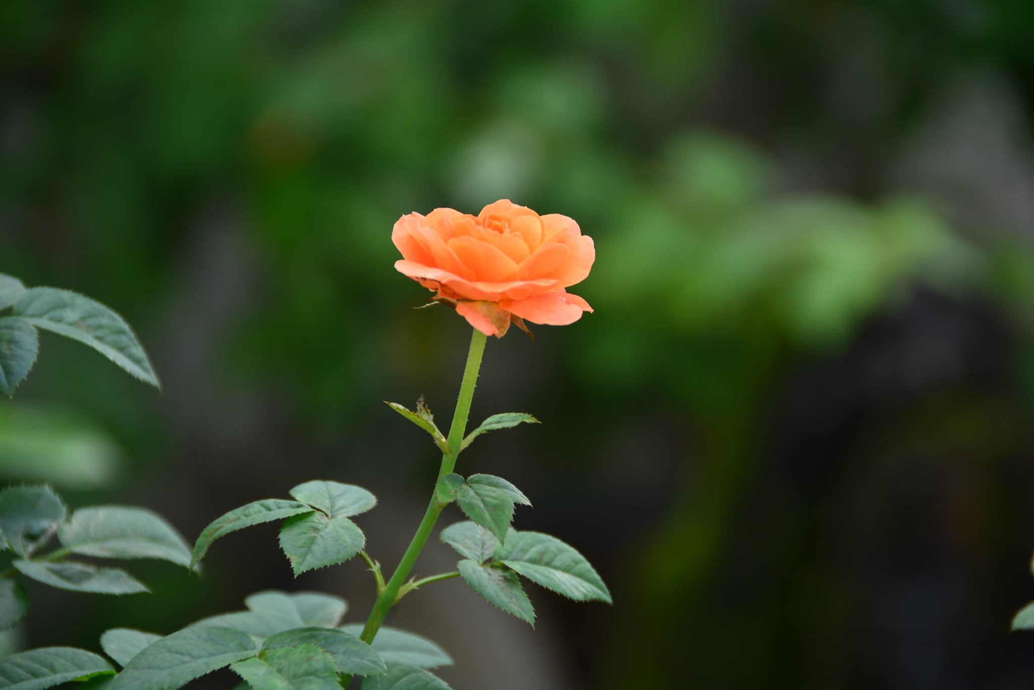 Nikon D7100 and 18-200mm Nikkor photos