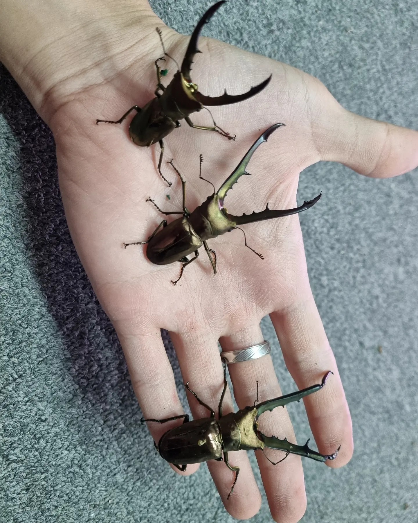 Royal Beetle - The heaviest metalifer larvae in this batch...